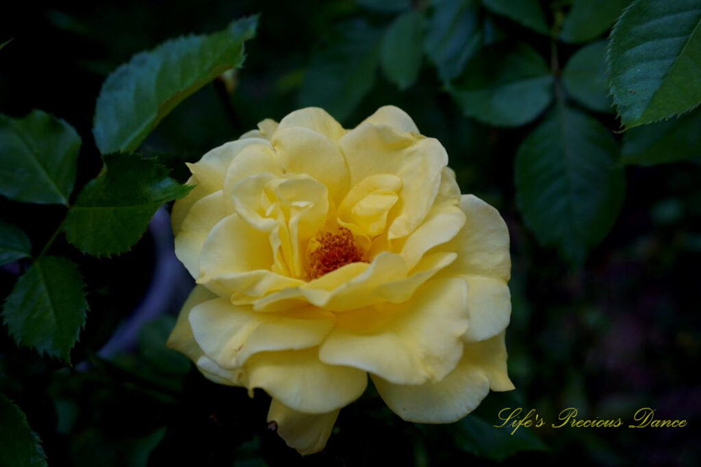 Close up of a chinese rose in full bloom.