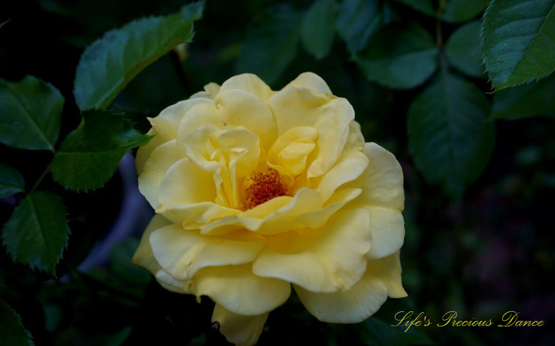 Close up of a chinese rose in full bloom.