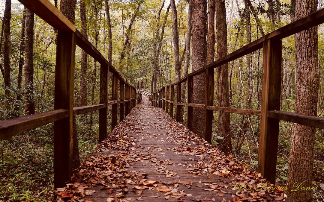 Looking down the center of a leave covered boardwalk that leads through a forest.