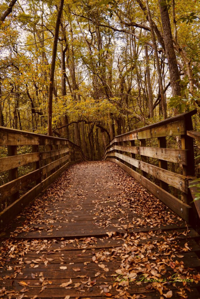 Looking down the center of a leave covered boardwalk that leads through a forest.