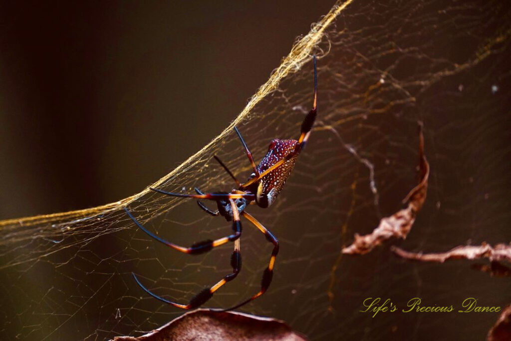 Close up of a golden orb weaver in a web containing leaves.