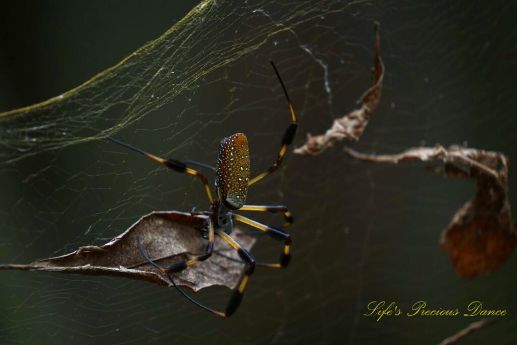 Close up of a golden orb weaver in a web containing leaves.