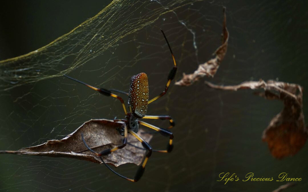 Close up of a golden orb weaver in a web containing leaves.