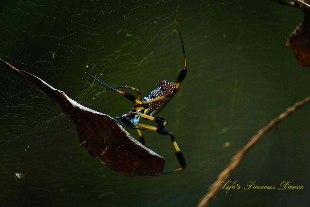 Close up of a golden orb weaver in a web containing leaves.