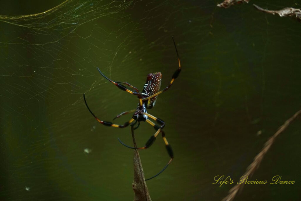 Close up of a golden orb weaver in a web.