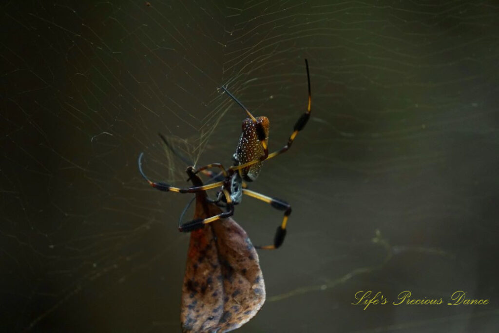 Close up of a golden orb weaver in a web containing leaves.