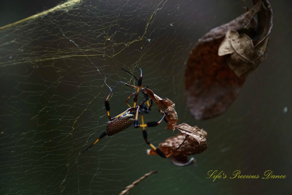 Close up of a golden orb weaver in a web containing leaves.