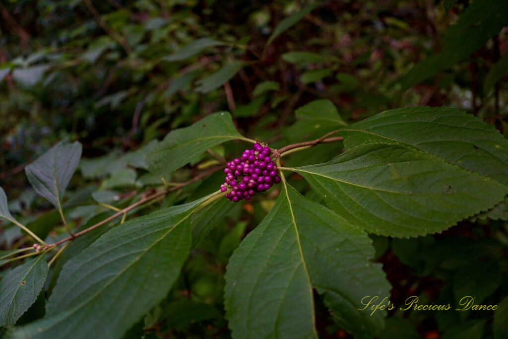 American beautyberry blooming along a trail.