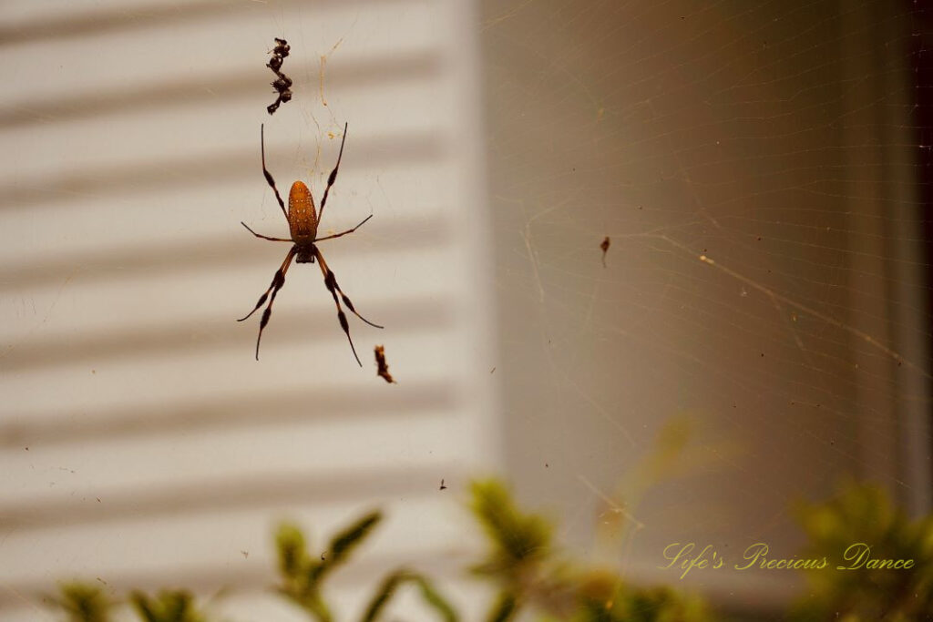 Large golden orb weaver in its web. A white house in the background.