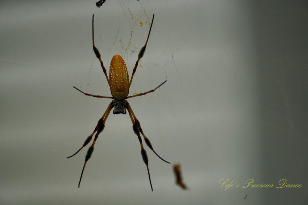 Close up of a large golden orb weaver in its web. A white house in the background.