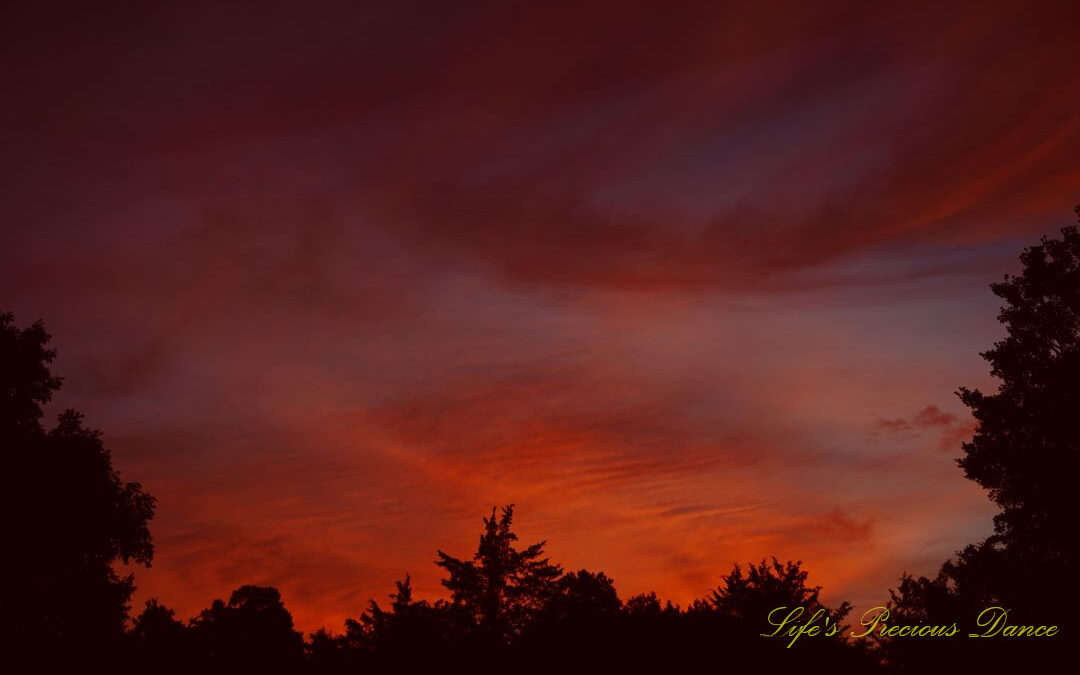 Colorful sunrise over a row of trees.