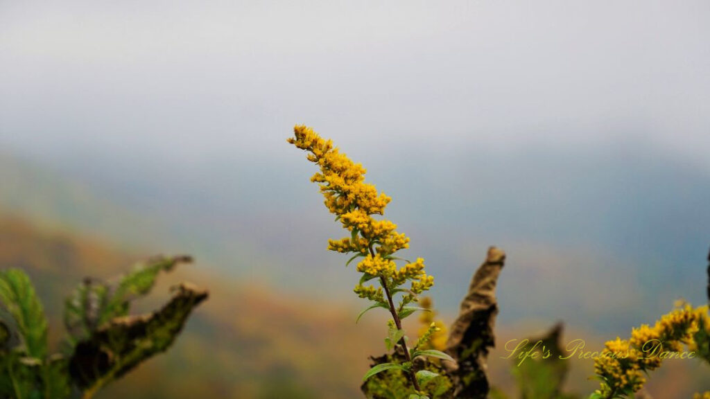 Goldenrod in bloom along the Blue RIdge Parkway.