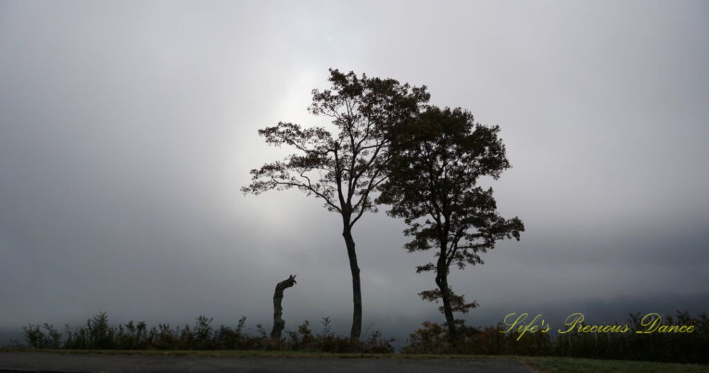 Lone trees in the fog in front of valley along the Blue Ridge Parkway on the way to Sam Knob Summit Trail