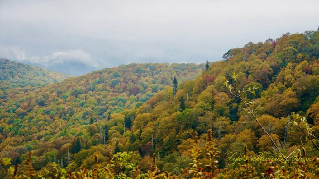 Landscape view of the colorful trees on the Blue Ridge Parkway