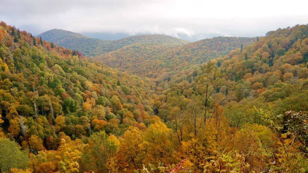 Colorful trees down in a valley along the Blue Ridge Parkway.