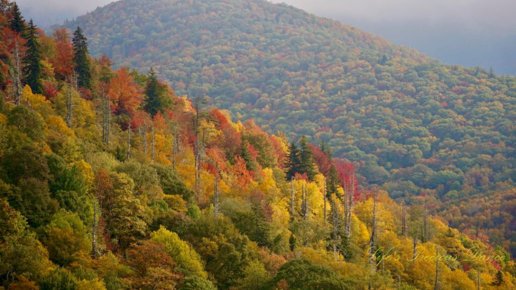 Colorful trees along the Blue Ridge Parkway