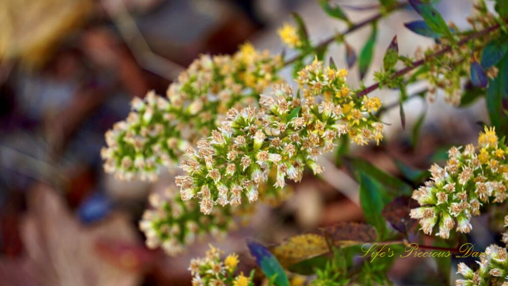 Up close silver rod flowers