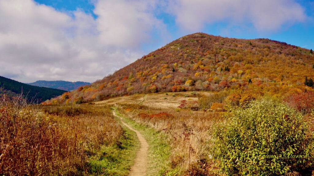 Hiking trail leading to the Sam Knob Summit