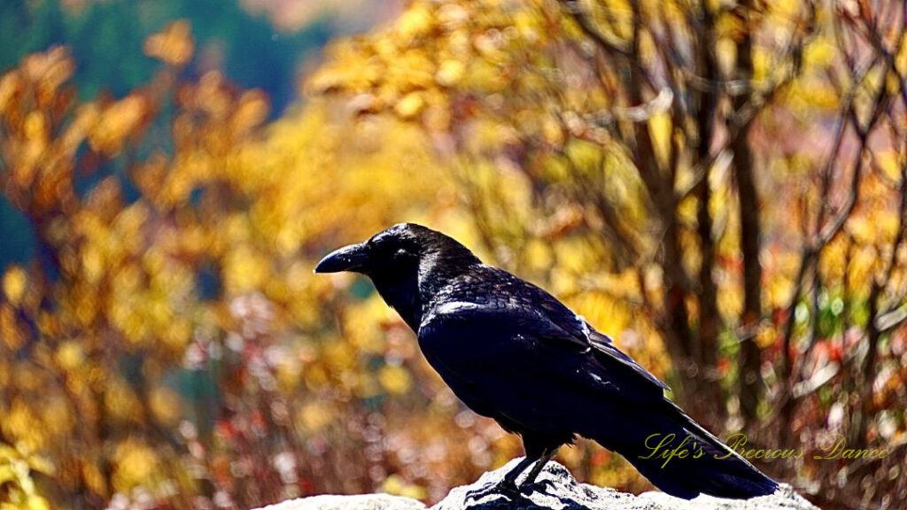 Crow standing on a rock outcropping.