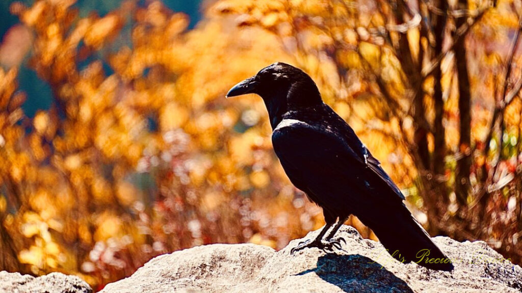 Crow standing on a rock outcropping.