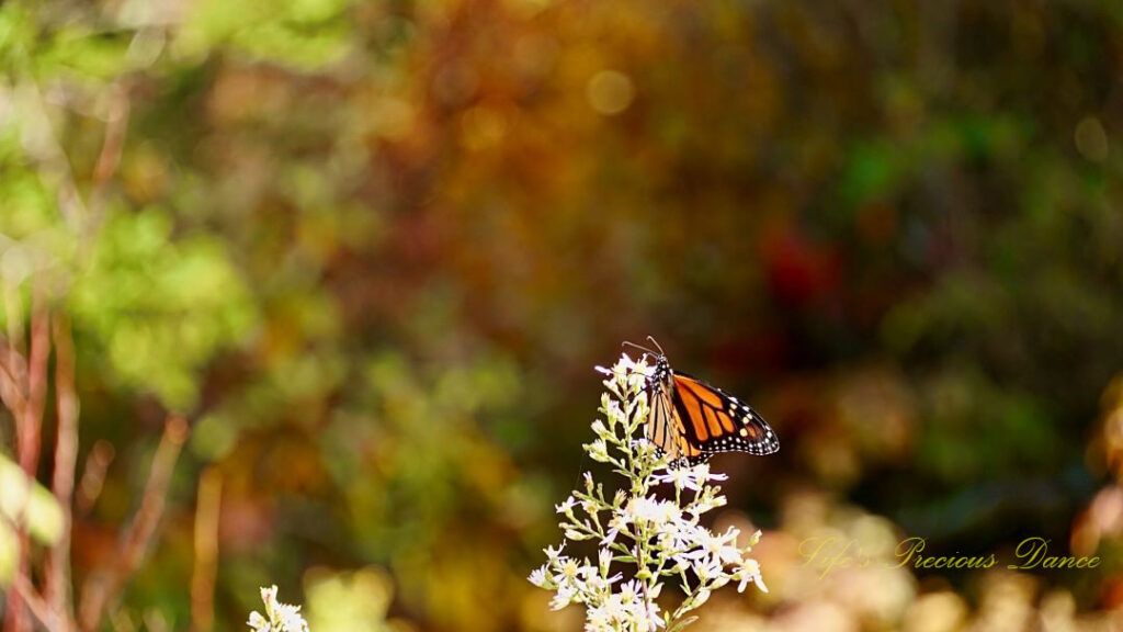 Butterfly pollinating a wildflower.