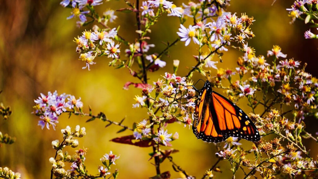 Butterfly pollinating a wildflower.