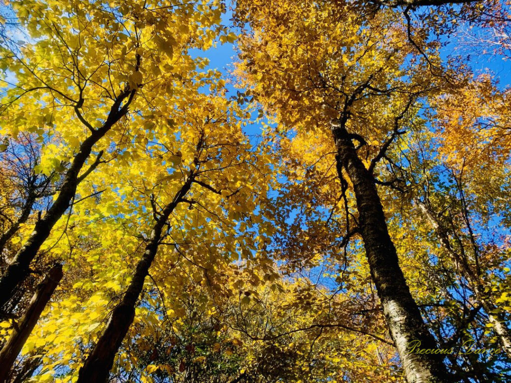 Golden leaves on hardwoods.