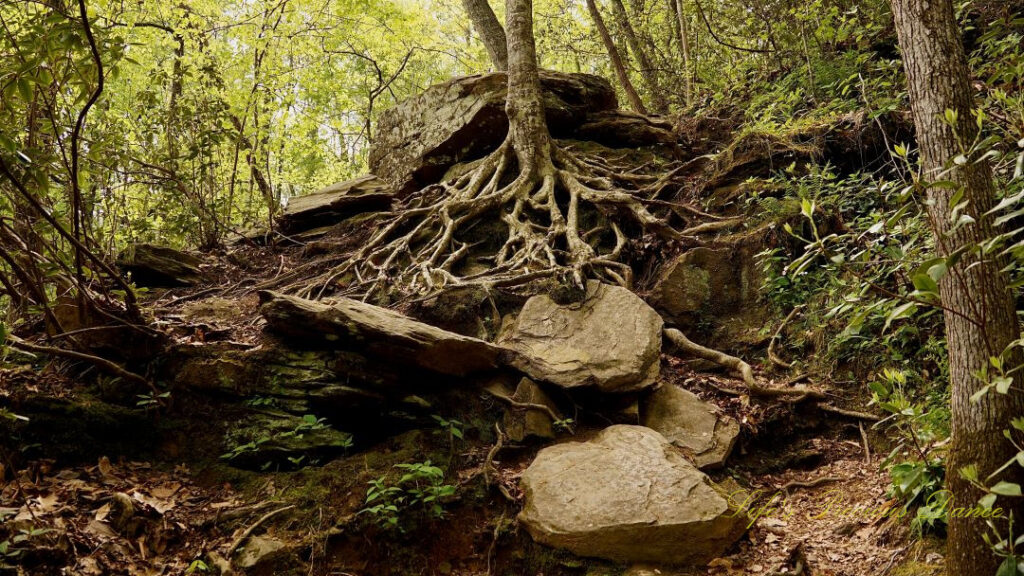 A tree with exposed roots growing over and around rocks.