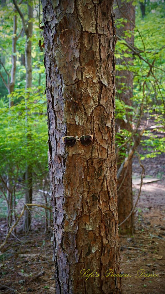 Pine tree with a pair of sunglasses affixed to its bark, resembling a face.