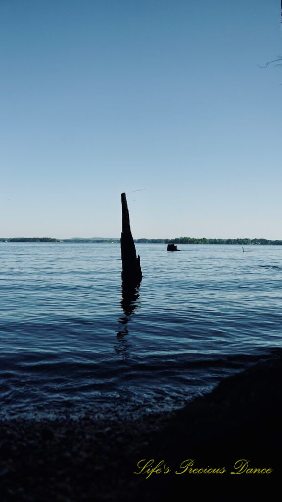 A large tree stump protruding from Lake Murray. Blue skies overhead.