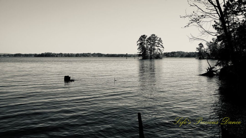 Black and white waterscape view of Lake Murray. Several stumps protruding from the water.