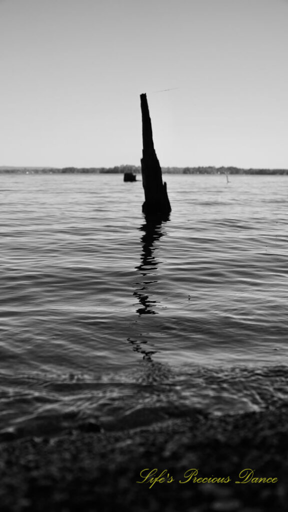 Black and white view of a large tree stump protruding from Lake Murray.