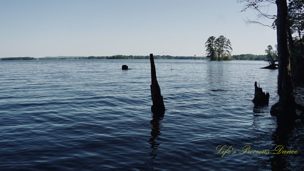 Waterscape view of Lake Murray. Several stumps protruding from the water.