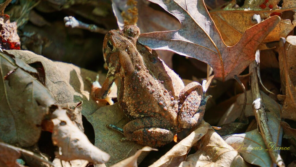 Close up of a toad on leaves of the forest floor.