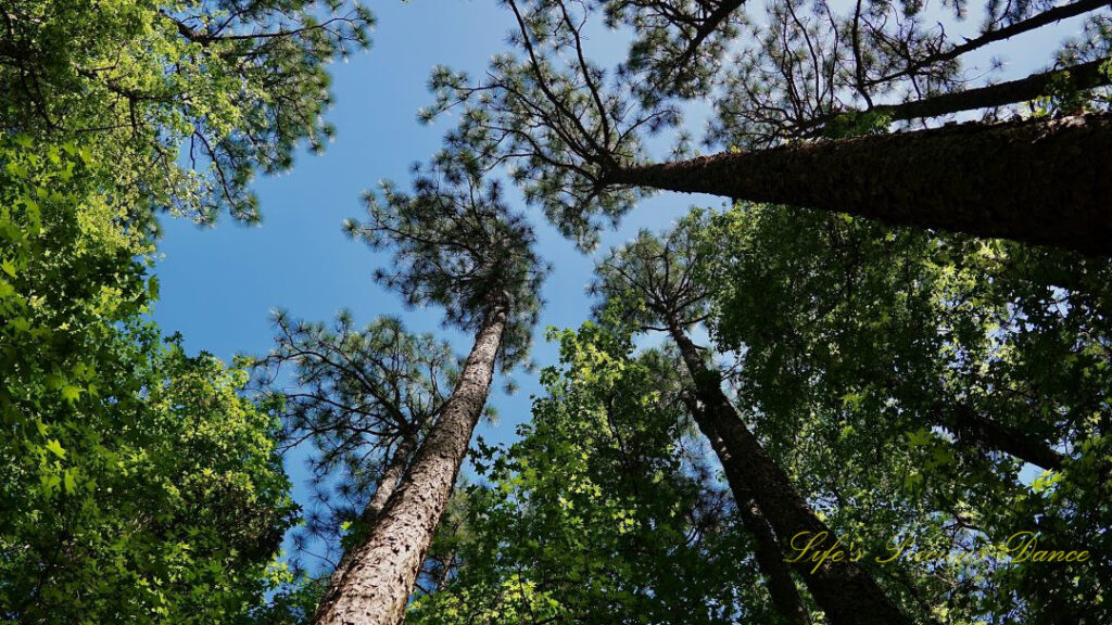 Looking upwards at towering pine trees.