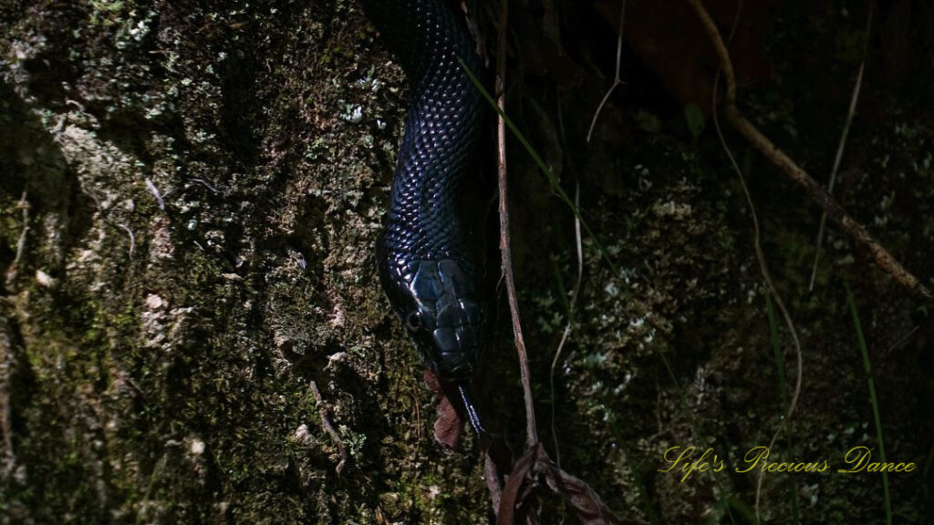 Close up of a rat snake with tongue out on a rock.