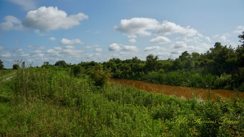 A canal, surrounded by trees and undergrowth, flowing through Savannah NWR. Fluffy clouds overhead.