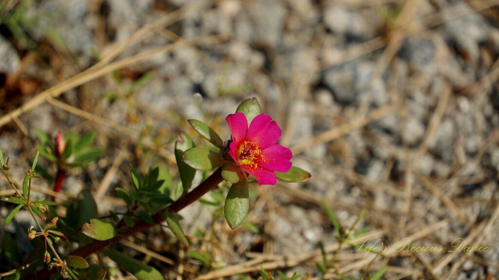 Bright pink purslane wildflower in bloom along a trail.