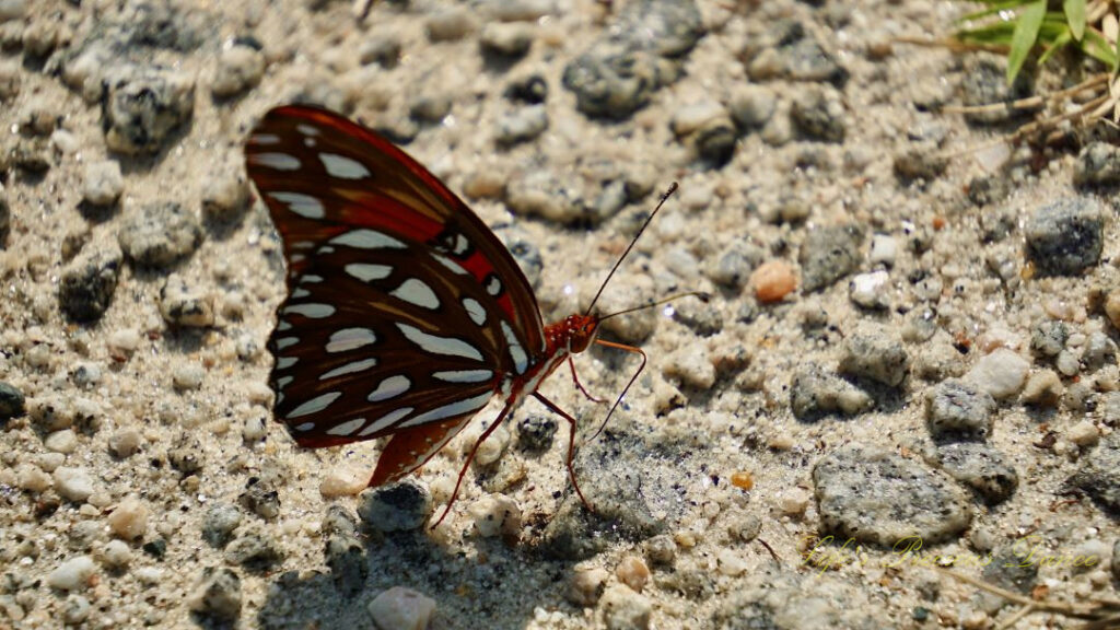 Gulf fritillary butterfly, resting on a sandy trail.