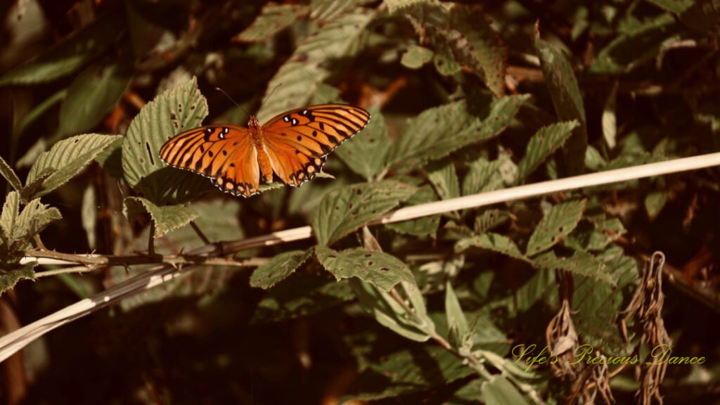 Gulf fritillary butterfly on a bush along a trail.