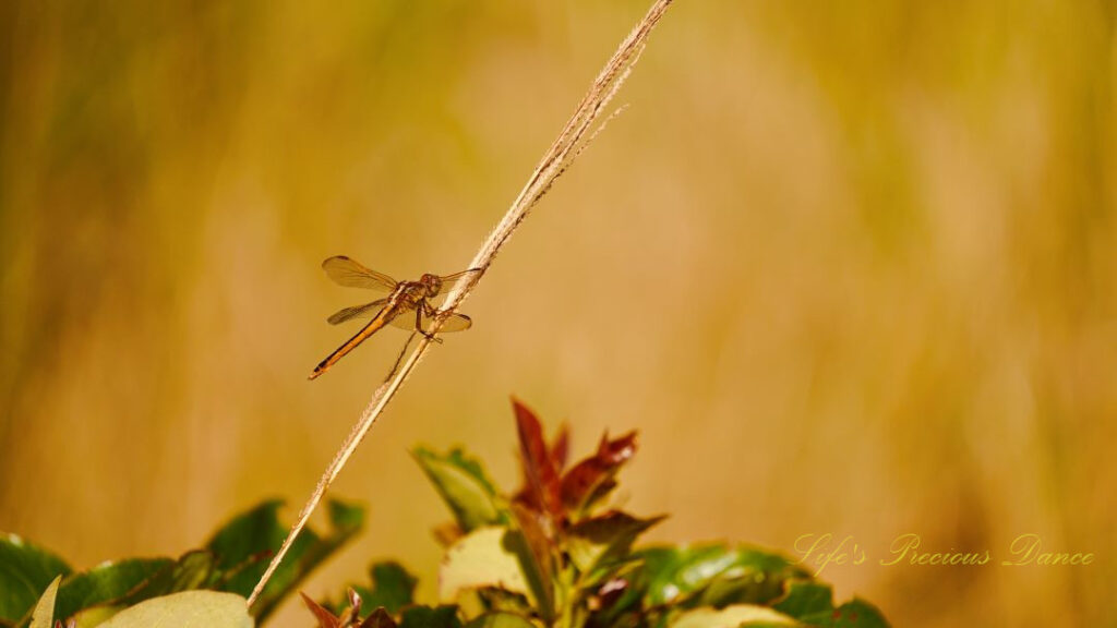 Close up of a dragonfly resting on a blade of grass.