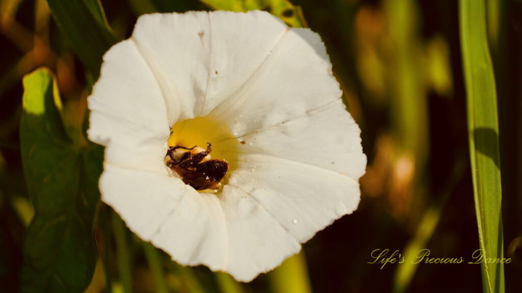 Close up of a bee sleeping in a blooming bindweed wildflower.