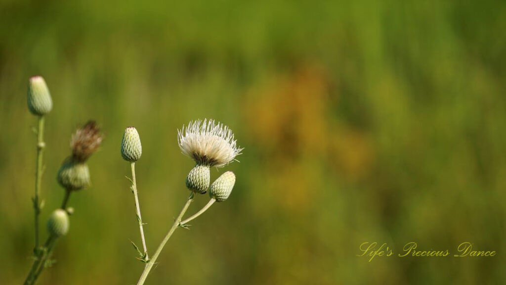 Close up of plume thistle in bloom along a trail.