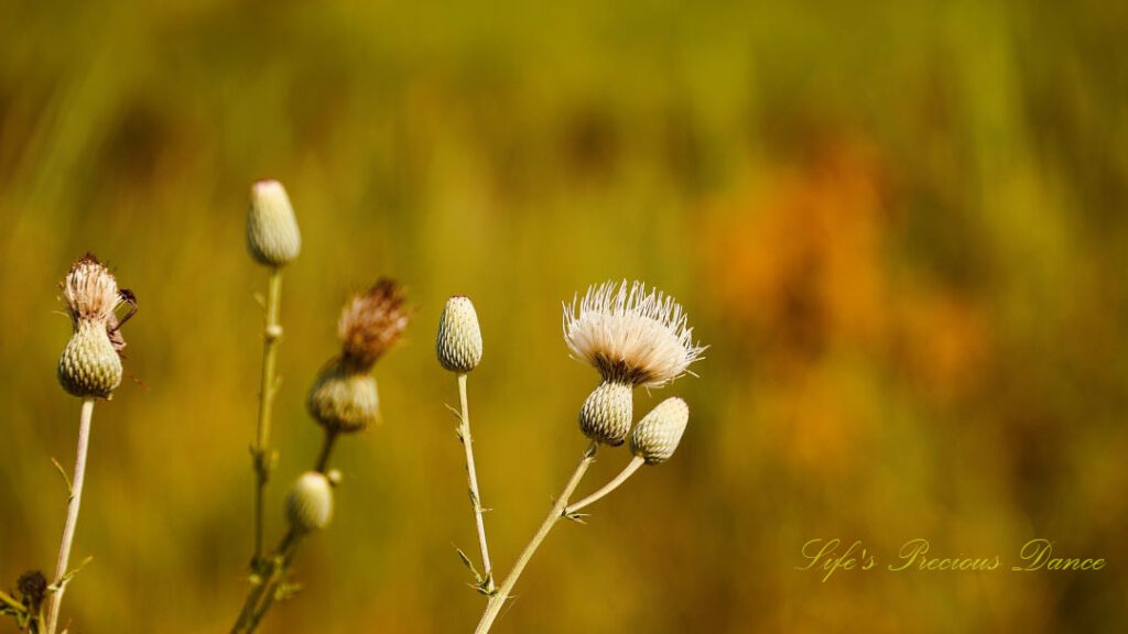 Close up of plume thistle in bloom along a trail.