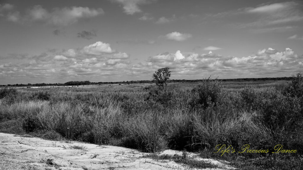 Black and white landscape view of Savannah NWR. Passing clouds overhead.