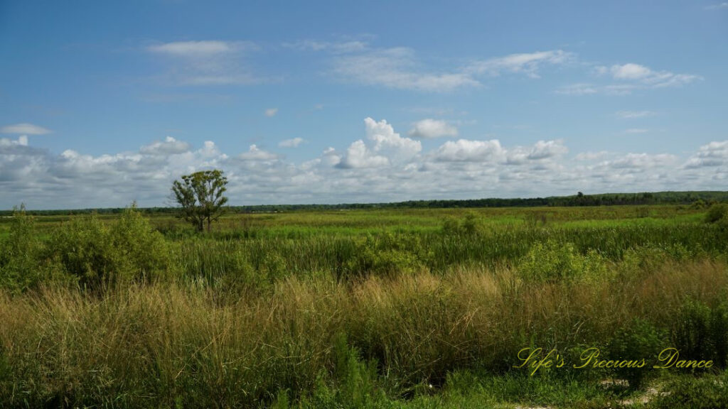 Landscape view of Savannah NWR. Passing Clouds overhead and a lone tree stands out.