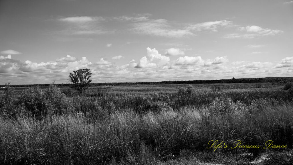 Black and white landscape view of Savannah NWR. Passing clouds overhead.