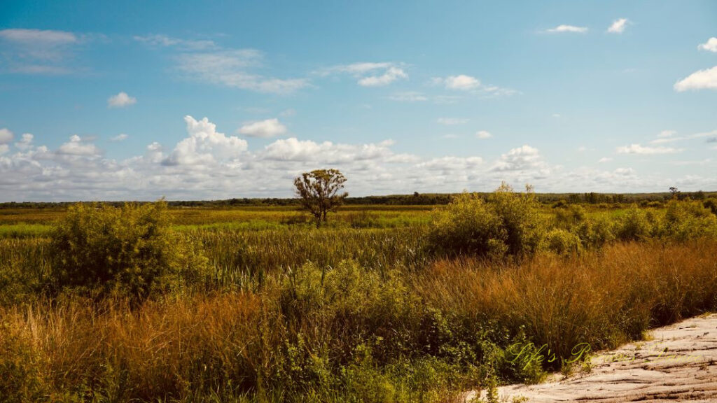 Landscape view of Savannah NWR. Passing Clouds overhead and a lone tree stands out.