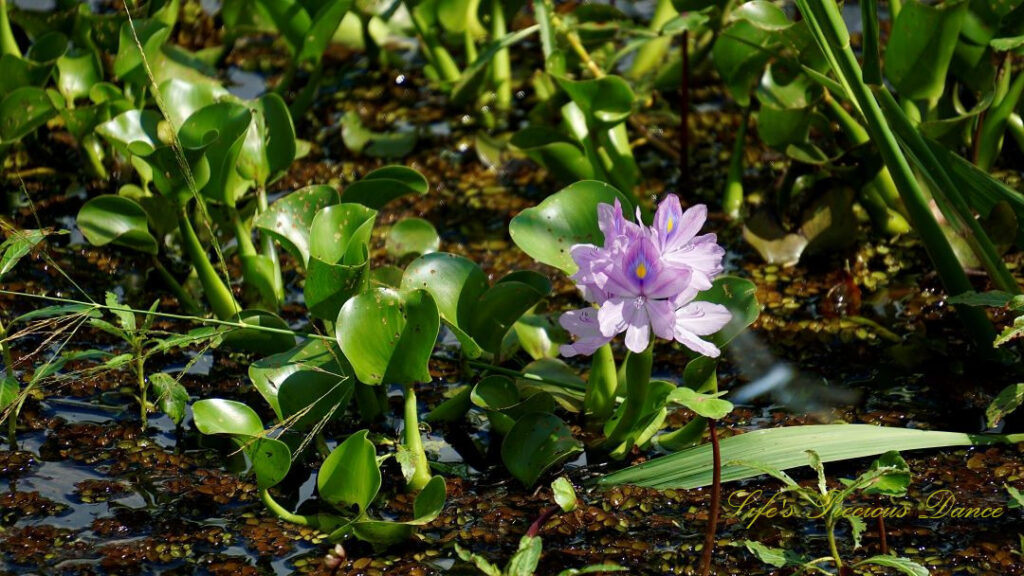 Water hyacinth blooming in a marsh.