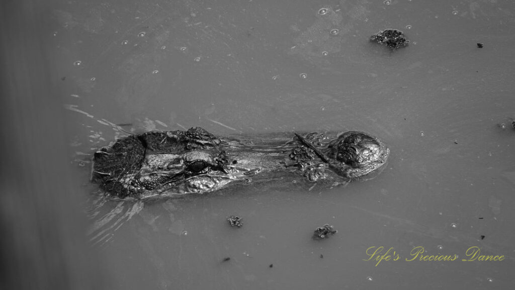 Black and white of an alligator poking its head above the water in a canal.